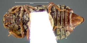 Media type: image;   Entomology 7374 Aspect: habitus ventral view